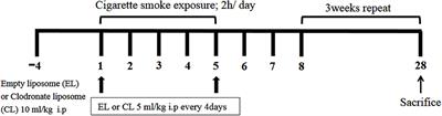 Macrophage Depletion Protects against Cigarette Smoke-Induced Inflammatory Response in the Mouse Colon and Lung